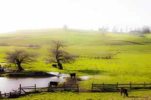 Pastoral pasture-1